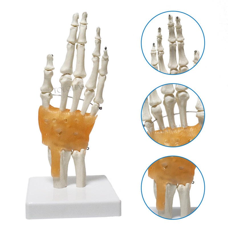 Modèle de squelette Main humaine avec articulations et ligaments