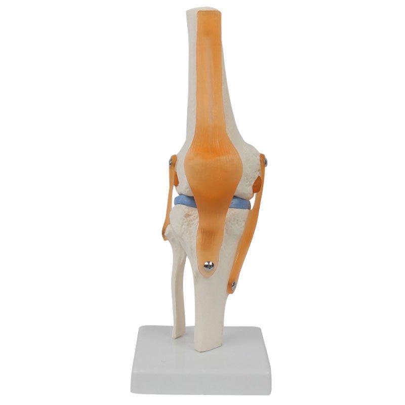 Modèle anatomique de genou humain avec ligament