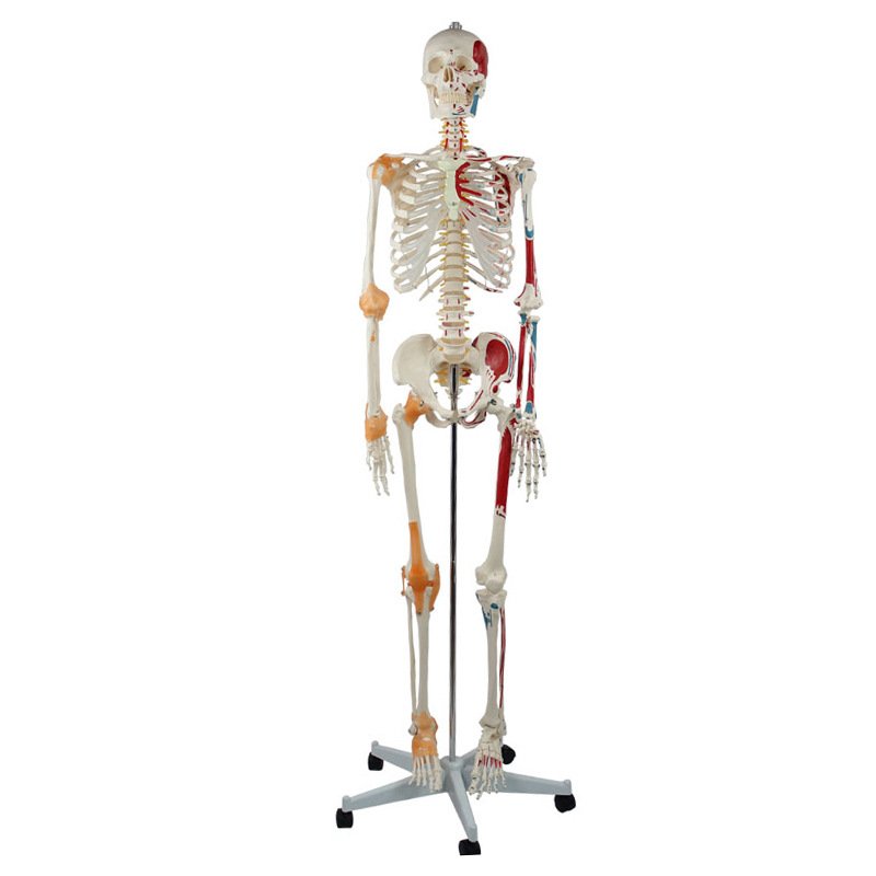 Squelette humain adulte 176 cm modèle de ligaments et de marquages osseux