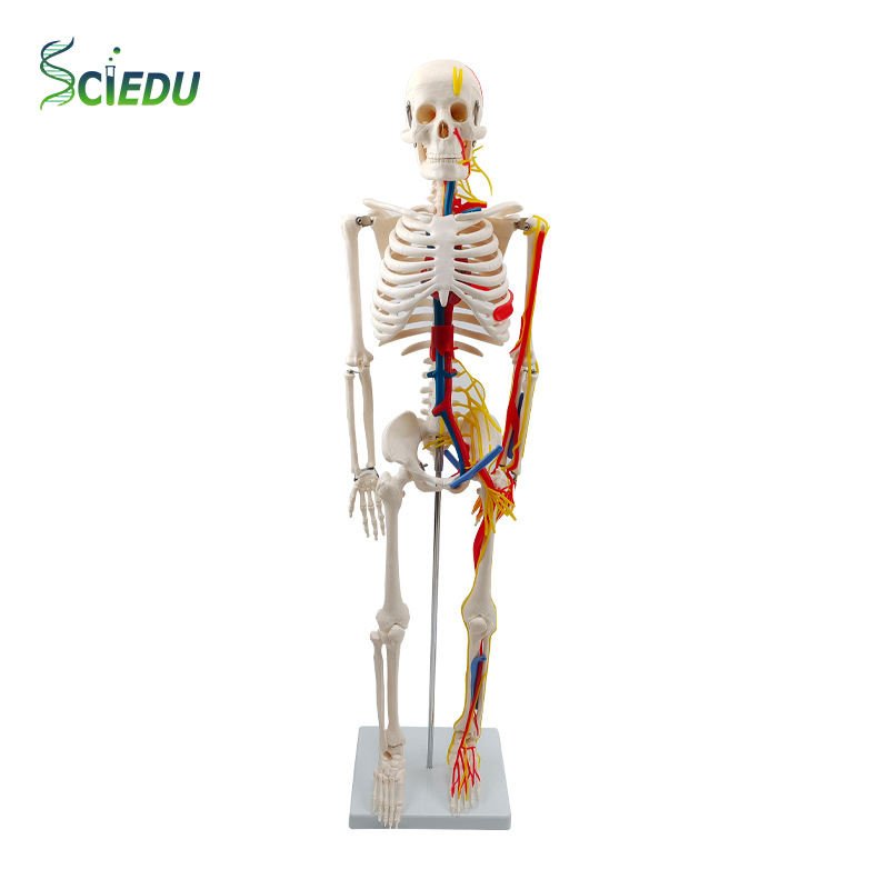 Modèle humain médical en PVC de 85 cm avec nerfs et vaisseaux sanguins